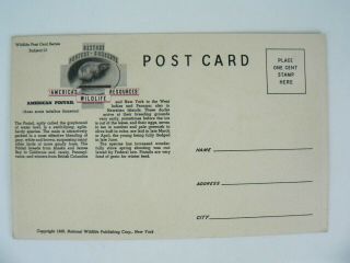American Pintail Ducks National Wildlife Federation 13 Postcard 1939 FL Jaques 2