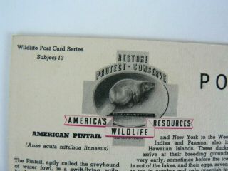American Pintail Ducks National Wildlife Federation 13 Postcard 1939 FL Jaques 3