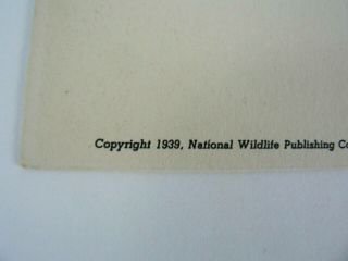 American Pintail Ducks National Wildlife Federation 13 Postcard 1939 FL Jaques 4