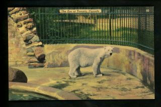 Animal Postcard Polar Bear At Zoo Toronto,  Canada Linen Colourpicture