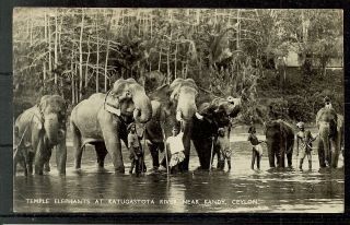 Postcard : Ceylon / Sri Lanka,  Elehants At Katugastota,  Pu Bombay A Real Photo