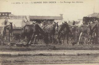 Parrage Des Chevaux Armée Des Indes En France Guerre Mondiale 1914 - 18 Cpa