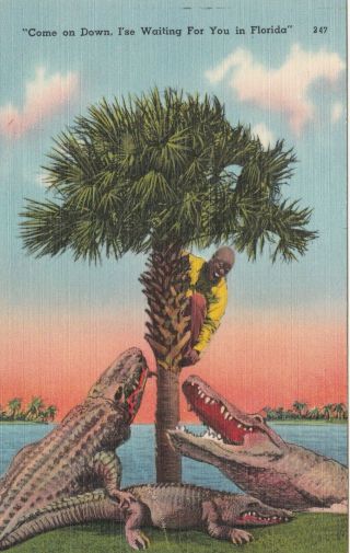 Black Americana Alligators Chase Man Of A Tree Florida Postcard 1940 