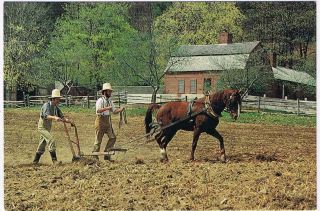 Massachusetts Postcard Old Sturbridge Village Lee The Morgan Horse Cornfields