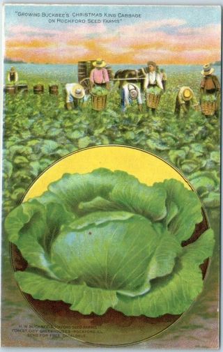 Rockford,  Illinois Advertising Postcard Buckbee Seeds " Christmas King Cabbage "