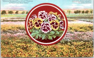 Rockford,  Illinois Advertising Postcard Buckbee Seeds " Full Of Life Pansies "