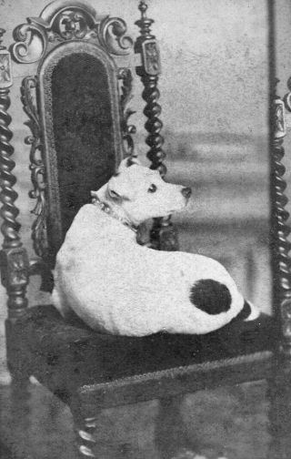 Portrait Of Jack Russel Type Dog C.  1880