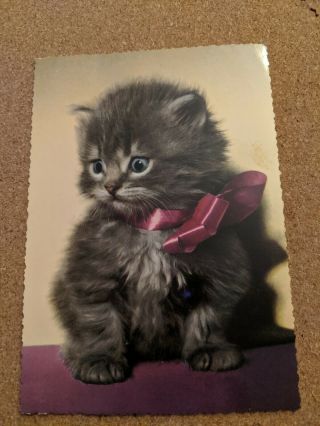 Cat Vintage Postcard.  Gray Kitten With Pink Bow.  Not Mailed.  Chrome.