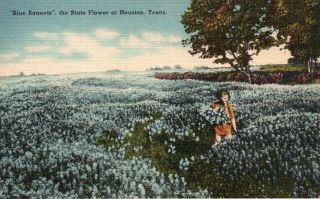 " Blue Bonnets ",  State Flower At Houston,  Texas,  Tx,  Linen Vintage Postcard G2822