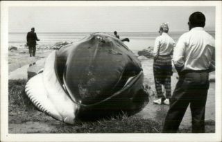 Beached Whale & Spectators Sea Life Unidentified C1960s Real Photo Postcard