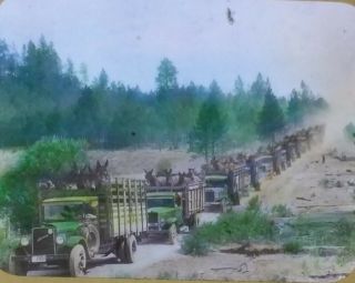 Mule Trucks,  Lolo National Forest,  Montana,  Ca 1930 