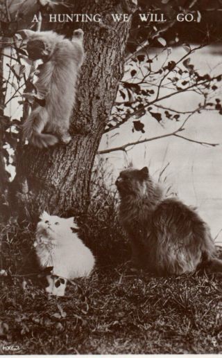 Vintage Postcard: Cat & Kittens Climbing A Tree