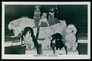Circus Dogs Poodle Spaniel And Pony Horse Old 1930s Photo Postcard
