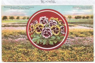 Vintage Postcard H.  W.  Buckbee - Seed Farm Rockford Greenhouses 32