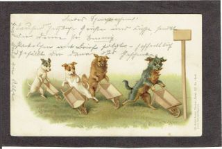 H Maguire Artist Drawn Old Postcard Anthropomorphic Dogs Wheelbarrow Race 1899
