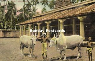 Straits Settlements,  Malay Malaysia,  Penang,  Chitty Temple,  Holy Cows (1910s)