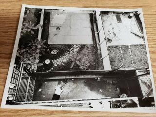 Nypd Crime Scene Photo Graphic Morbid Dead Body In Backyard 60s 10 " X8 "