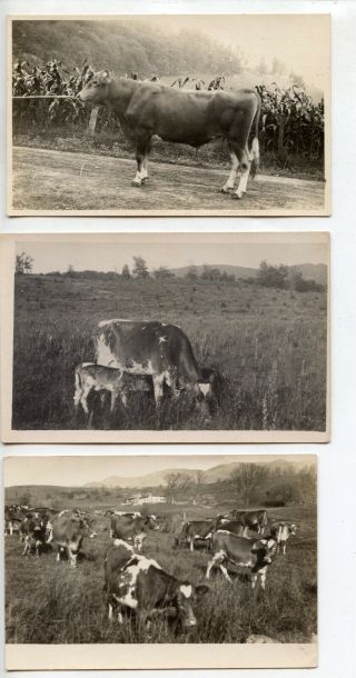 5 Real Photo Postcards,  1917,  Prize Guernseys,  Waterbury,  Vt,  Mark Moody,  Cows