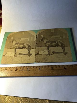 Vintage Horse Maine Stereo View Card Stereoview