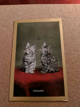 Vintage Cat Postcard.  Two Gray And White Kittens.  " Interested ".  Not Mailed.
