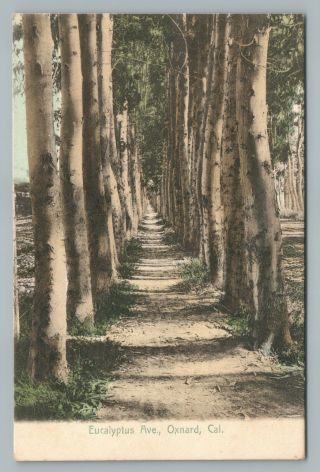 Eucalyptus Ave Oxnard California—rare Antique Hand Colored Postcard 1908