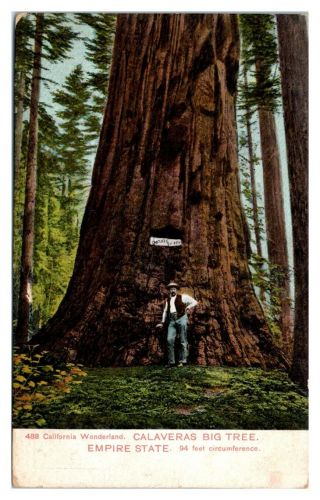 Early 1900s Calaveras Big Tree Empire State,  Ca Postcard 5n15