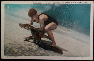 Silver Springs Florida Postcard Vtg Early 1900s Rare Alligator Wrestling Underwa