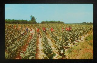 1950s Harvesting Tobacco Mules? Farm Farming Walterboro Sc Colleton Co Postcard