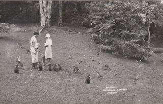 Postcard - Malaysia - Penang - Monkeys In Botantical Gardens Rp C1950