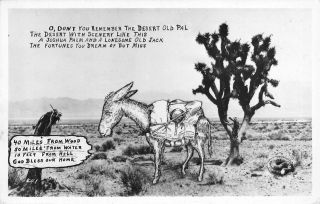 Rppc Desert Scenery Joshua Palm Tree Donkey Burro Ca 1950s Vintage Postcard