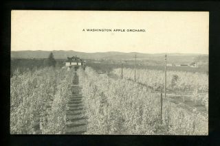 Washington Wa Postcard Washington Apple Orchard Farming Industry Vintage