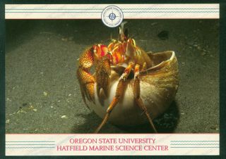 Hermit Crab Moonsnail Shell Aquarium Hatfield Marine Science Oregon Postcard