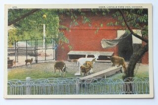 Old Postcard Deer,  Lincoln Park Zoo,  Chicago,  Illinois