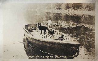 Rppc Alaska Blue Foxes In Boat C.  1910 - 1925 Unposted Azo