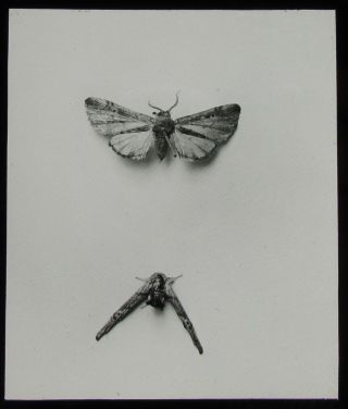 Vintage Magic Lantern Slide Schoizama Angustipennis Moth C1930 Photo Insects