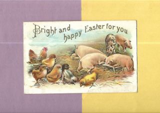 Pigs In Trough,  Adorable Chicks On Vintage 1908 Easter Postcard