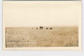 Rppc Real Photo Postcard Kansas Lost Springs West Texas Land Advertising Cattle