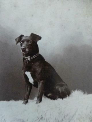 Antique Cdv Cabinet Photo Alert Black Jack Russell Terrier Dog On Fur Rug C1890s