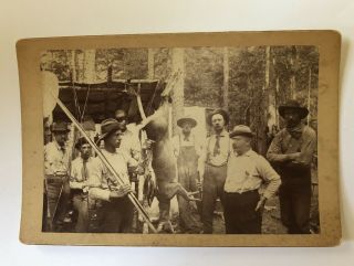 Cabinet Card Photo Hunting Club 1896 Men Hunters With Deer Fish Guns Antique