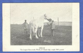 Hiram,  Largest Horse In The World 21 Hands High,  3065 Pounds,  Postcard 1907