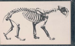 2 Bit Postcards - A155 " Saber - Tooth Cat Fossil,  La Brea Tar Pits,  L.  A.  Cty Museum "