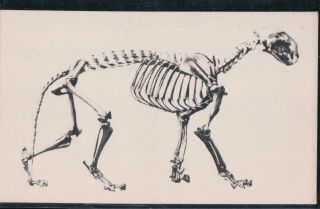2 Bit Postcards - A162 " La Brea Lion Fossil,  La Brea Tar Pits,  L.  A.  County Museum "