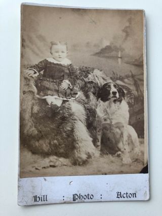 Cabinet Card Photograph Child & Dog In Studio Antique Unique