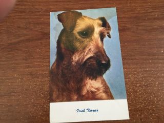 Vintage Dog Irish Terrier Pc