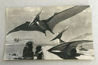 Pteranodon Dinosaur Postcard,  British Museum Natural History,  Neave Parker