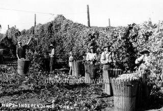 Old Photo.  Pacific Northwest.  Farm Workers Harvesting Hops