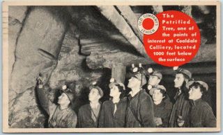 1939 Lehigh Anthracite Coaldale Penn.  Coal Mining Postcard " Petrified Tree " Tour