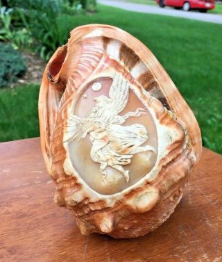 Cameo Seashell Conch Hand Carved Heavenly Angel 6x4x4 "