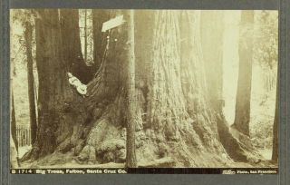 I.  W.  Taber,  Big Trees,  Felton,  Santa Cruz County,  California Albumen Photo 1880s