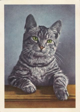 1950s Cute Tabby Cat Real Photo Old German Postcard